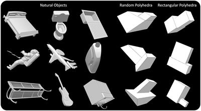 Monocular reconstruction of shapes of natural objects from orthographic and perspective images